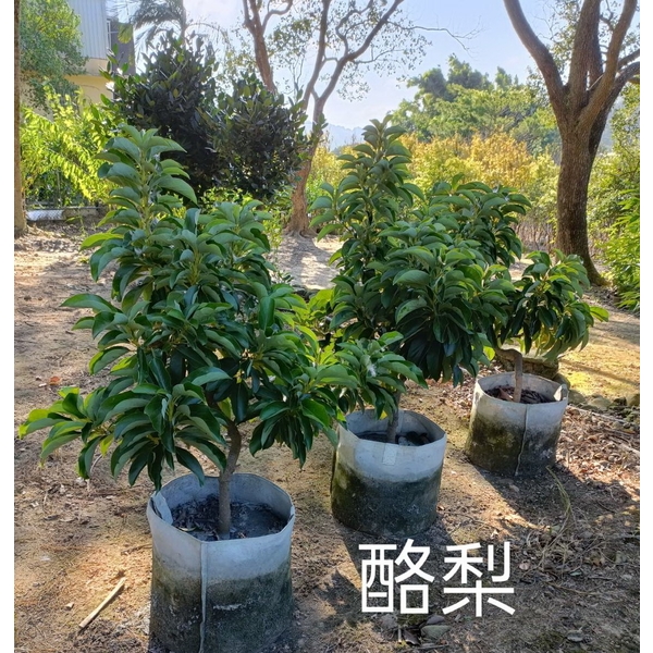 酪梨