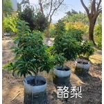 酪梨-東平種苗園