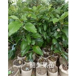 酪梨果苗-東平種苗園