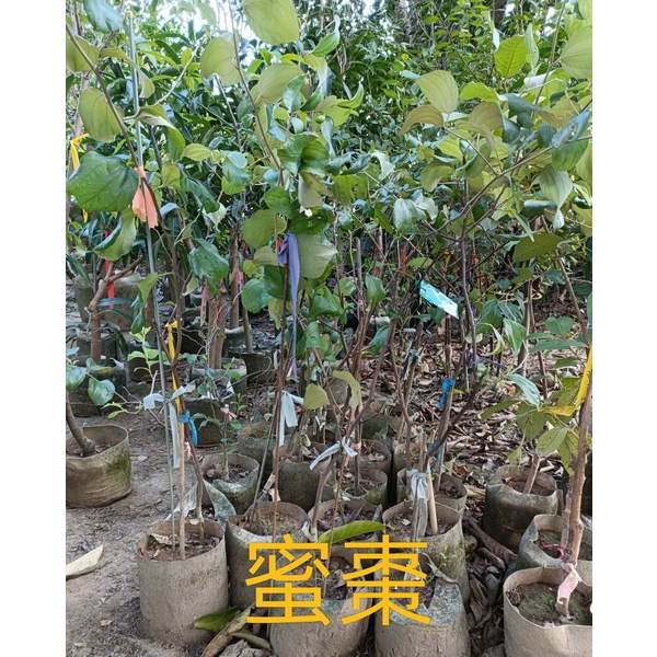 蜜棗