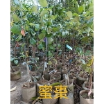 蜜棗-東平種苗園