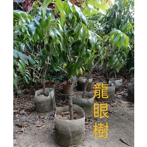 龍眼樹-東平種苗園