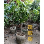 龍眼樹-東平種苗園