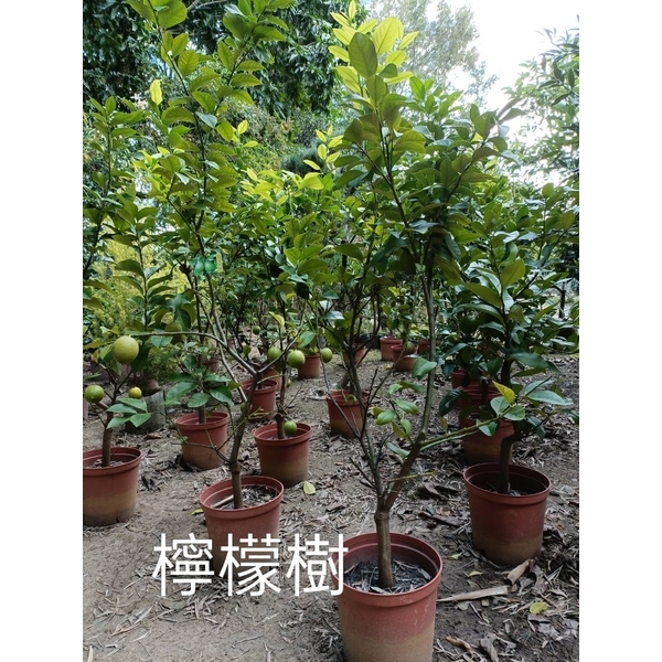 檸檬樹