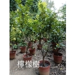 檸檬樹-東平種苗園