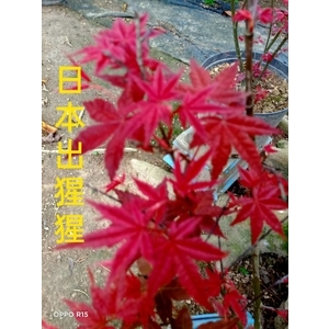 日本出猩猩紅楓-東平種苗園