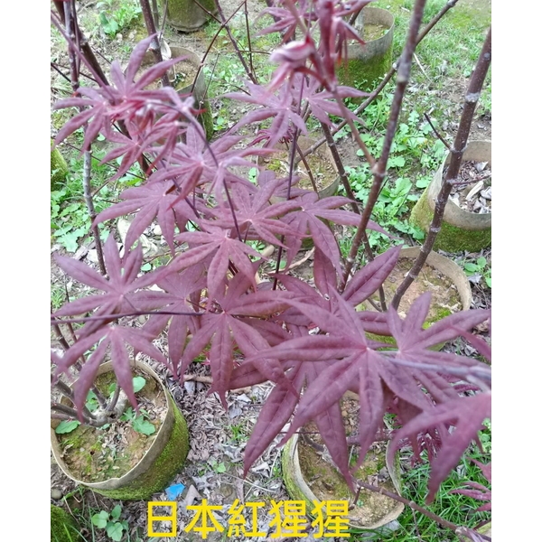 日本紅猩猩楓樹