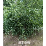 日本垂梅-東平種苗園