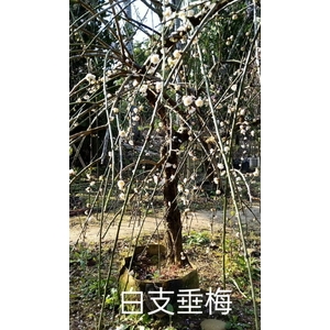 白支垂梅-東平種苗園