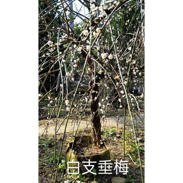 白支垂梅