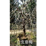 白支垂梅-東平種苗園