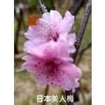 日本美人梅-東平種苗園
