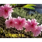 牡丹粉紅杏花-東平種苗園