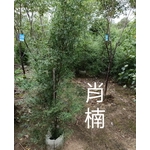 肖楠-東平種苗園