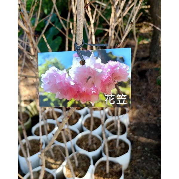 花笠