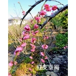 紅支垂梅-東平種苗園