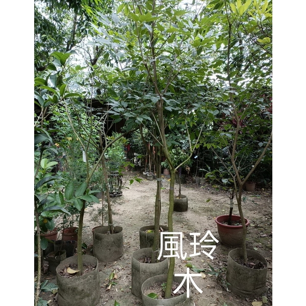 風鈴木-東平種苗園