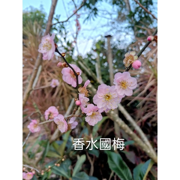 香水國梅