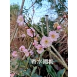 香水國梅-東平種苗園