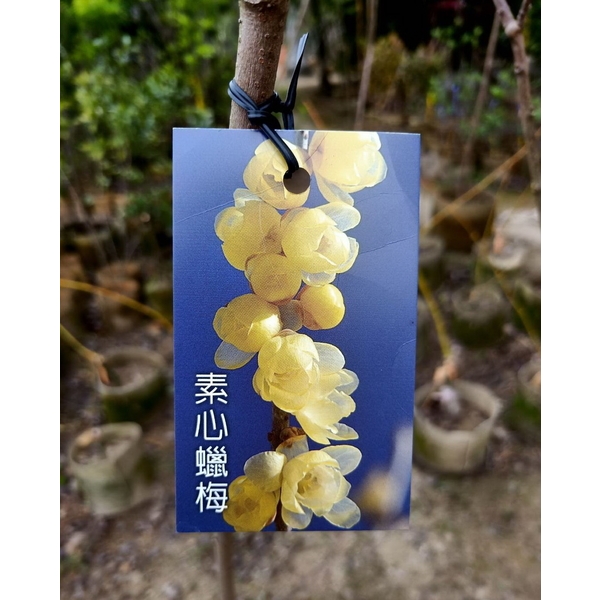 素心蠟梅