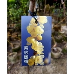 素心蠟梅-東平種苗園