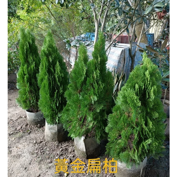 黃金扁柏