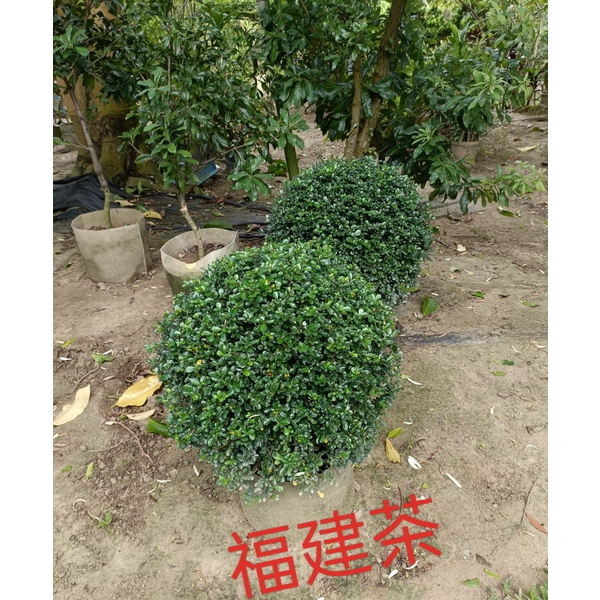 福建茶