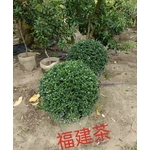 福建茶-東平種苗園