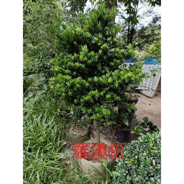 羅漢松