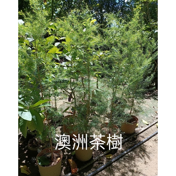 澳洲茶樹