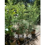 澳洲茶樹-東平種苗園