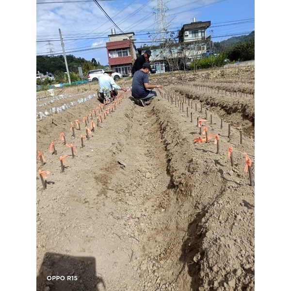 苗木架接-東平種苗園