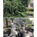 景觀魚塘清淤修整前(後)
