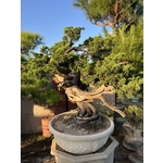 庭園樹-清宏造園