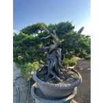 庭園樹-清宏造園