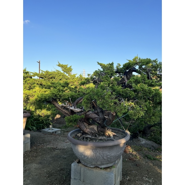 庭園樹