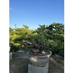 庭園樹-清宏造園