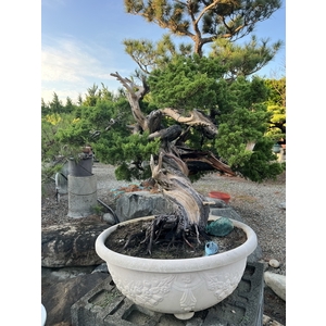 庭園樹-清宏造園