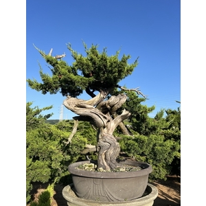 庭園樹-清宏造園