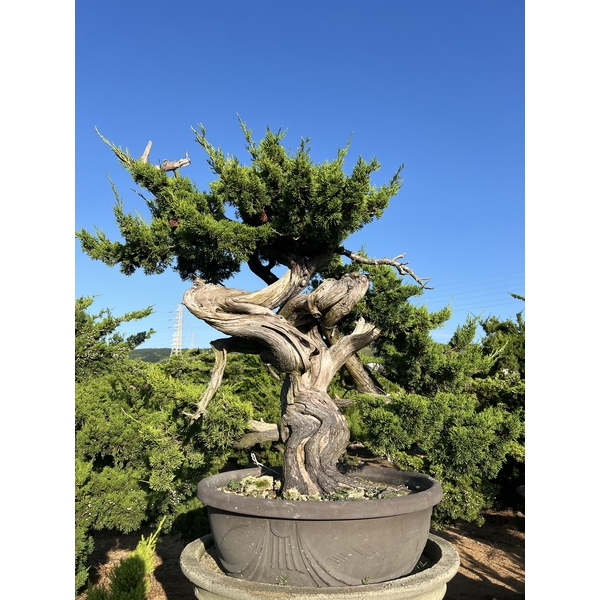 庭園樹