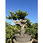 庭園樹-清宏造園