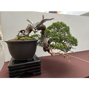 庭園樹-清宏造園