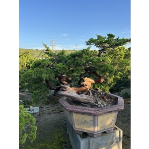 庭園樹-清宏造園