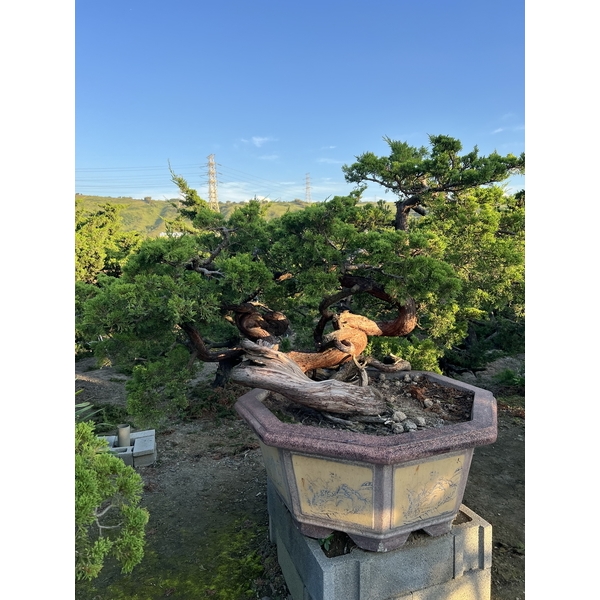 庭園樹