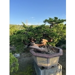 庭園樹-清宏造園