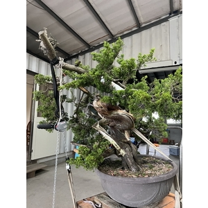 庭園樹-清宏造園