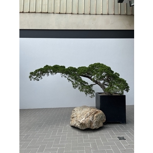 庭園樹-清宏造園
