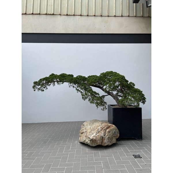 庭園樹