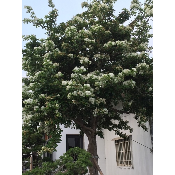 園區景緻