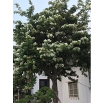 園區景緻-清宏造園